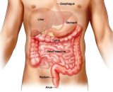Συχνές-ερωτήσεις-για-τους-πολύποδες-του-παχέος-εντέρου-555x426