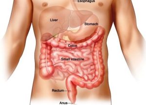 Συχνές-ερωτήσεις-για-τους-πολύποδες-του-παχέος-εντέρου-555x426